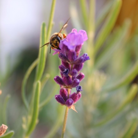 Bewertungen: Aromatherapie mit den besten Ätherischen Ölen von Young Living bei Aromatherapeut und Heilpraktiker Michael Hoster in seiner Mannheimer Praxis kerngesund²