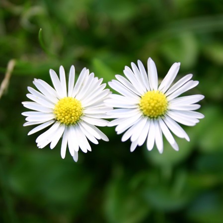 Ein paar Gänseblümchen auf grüner Wiese: Kinesiologie beim Kinesiologen Michael Hoster in Mannheim in der Naturheilpraxis kerngesund²