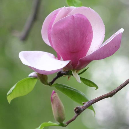 Magnolienblüte in Rosa: Reiki-Behandlungen und Reiki-Kurse bei Reiki-Meister und Reiki-Lehrer Michael Hoster in der Naturheilpraxis kerngesund² am mannheimer Wasserturm.