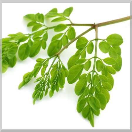 Moringa Oleifera: Nährstoff-Wunder-Pflanze mit Vitaminen, Aminosäuren, Mineralstoffen, ... bei Ernährungsberater und Heilpraktiker Michael Hoster in der Naturheilpraxis kerngesund² in Mannheim